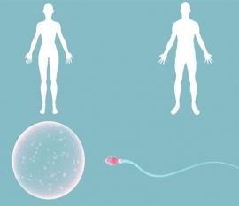 试管怀双胎移植2个优质囊胚为什么只成功着床一个？